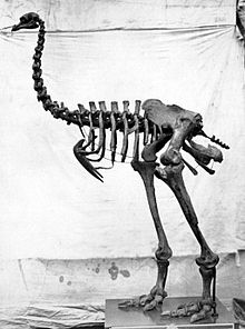 Heavy-footed moa described by Richard Owen in 1856 Pachyornis Fenton.jpg