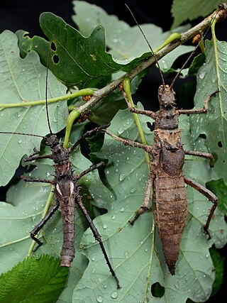 <i>Haaniella dehaanii</i> Species of stick insect