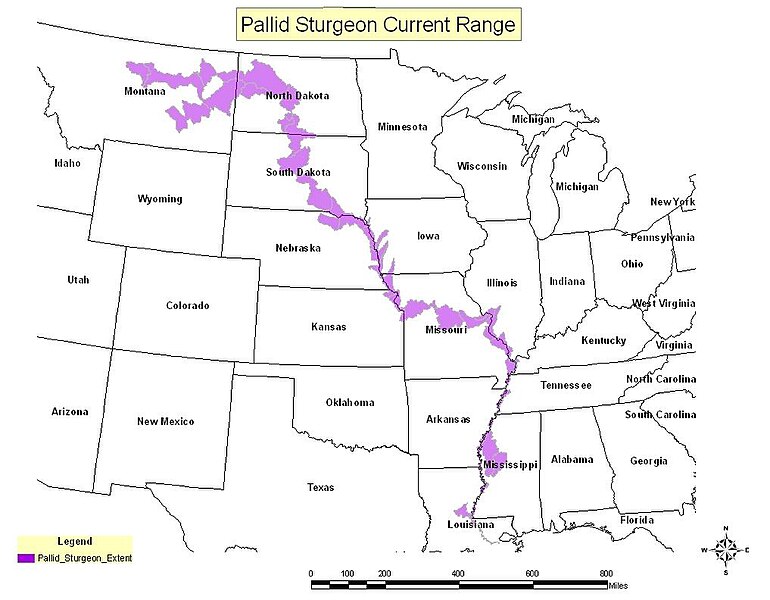 File:Pallid Sturgeon range map.JPG