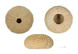 Paracentrotus lividus (colecção do MHNT).