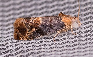 <i>Paralobesia liriodendrana</i> Species of moth