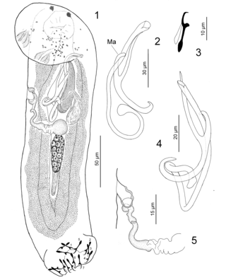 <i>Paracolpenteron hubbsii</i> Genus of worms