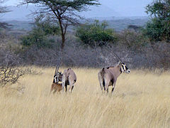 Famille d'oryx beïsa au parc national de l'Awash (Éthiopie) en janvier 2014.