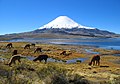 智利北部的帕里纳科塔火山