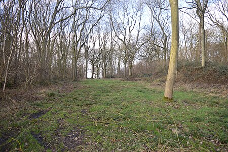 Park Wood, Cambridgeshire 3