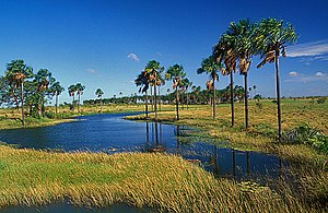 Roraima