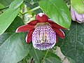 Winged-stem passion flower (Passiflora alata)