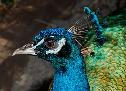 Pavo cristatus (Blue peafowl)