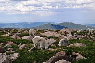 Mountain goats (Oreamnos americanus), also known as the Rocky Mountain goat, eating alpine plants