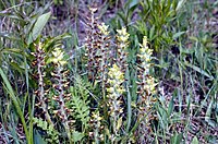 Pedicularis canadensis