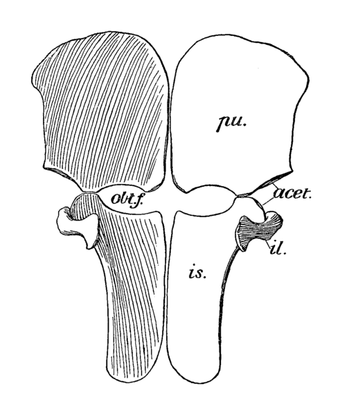 File:Peloneustes Pelvic Girdle Andrews.png