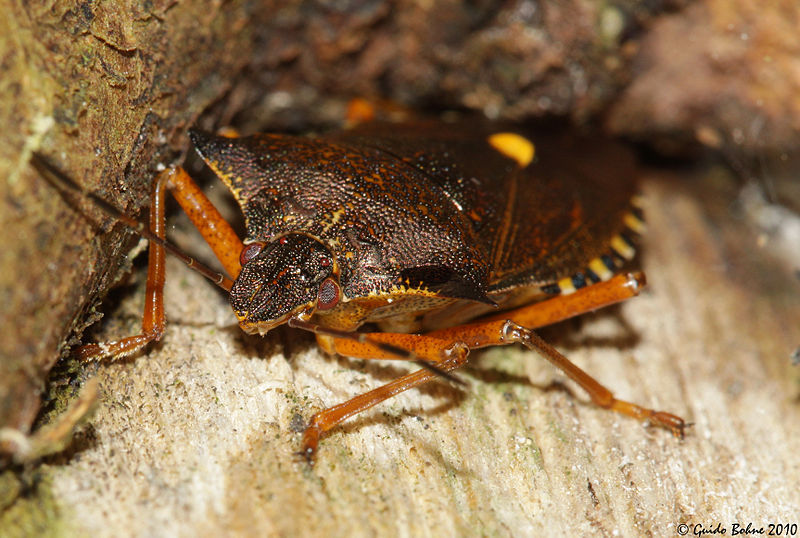 File:Pentatoma rufipes (Pentatomidae) (5115713769).jpg