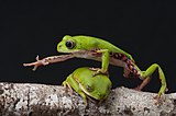 Два самца «Phyllomedusa rohdei[en]» соперничают на ветке в Бразильском атлантическом лесу, в заповеднике Микеллин («Изображение года — 2017»)