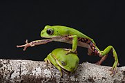 Дві жаби виду Phyllomedusa rohdei з родини райкових перелазять одна через одну (2017)
