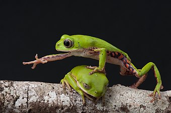 2017 – Dvě žáby druhu listovnice Rohdeova předhánějící se na větvi, Brazílie
