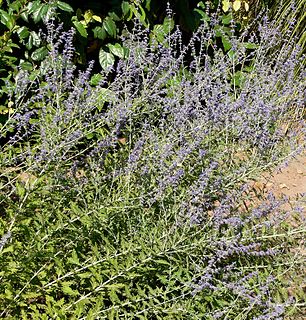 <i>Salvia</i> subg. <i>Perovskia</i> Subgenus of plants in the genus Salvia