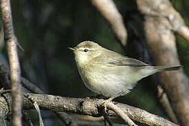 Phylloscopus.trochilus.-.lindsey.jpg