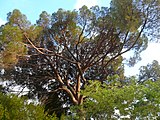 Català: Pi Pinyoner de Can Candeler. Masia Can Candeler (Sant Just Desvern). ca:Pinus pinea. This is a a photo of a protected or outstanding tree in Catalonia, Spain, with id: MA-082212/AIL-01-2013 Object location 41° 23′ 26.08″ N, 2° 04′ 48.09″ E  View all coordinates using: OpenStreetMap