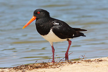 ...and pied oystercatchers... Pied Oystercatcher on beach.jpg