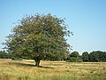 de:' Pietzmoor bei Schneverdingen