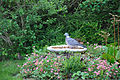Pigeon drinking water (4685556436).jpg