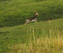 Antilope cervicapre dans la réserve de Pimpari Gavali.