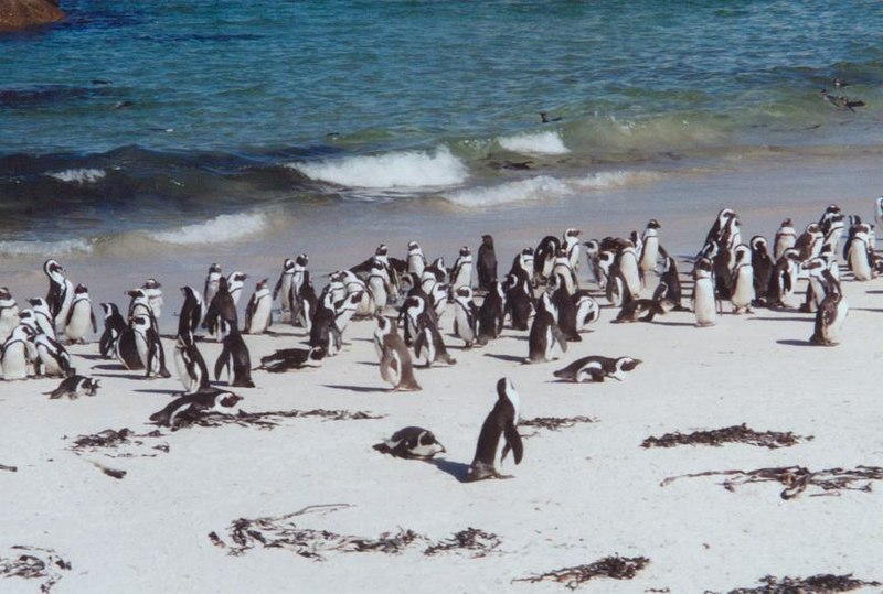 File:Pingüinos Sudáfrica - panoramio.jpg