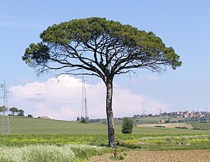 Großherzogtum Toskana: Geschichte, Herzöge und Großherzöge der Toskana, Siehe auch