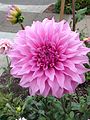 'Pink Petticoat', Swan Island Dahlias 2008