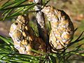 晩生球果を持つマツ科マツ属の一種 Pinus banksiana