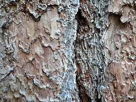 Pacific Ponderosa Pine bark detail (Pinus benthamiana)