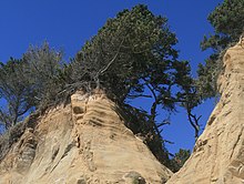 Pinus radiata Año Nuevo.jpg