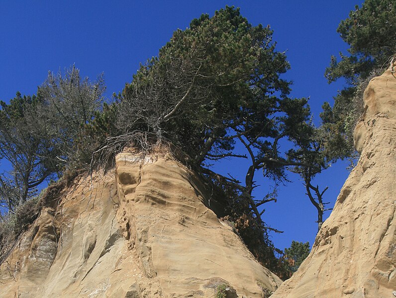 File:Pinus radiata Año Nuevo.jpg