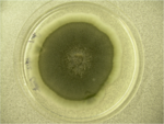 Pithomyces plate.png