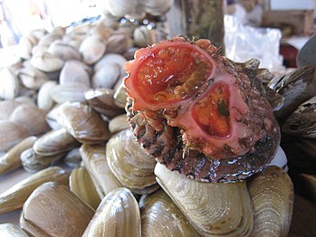 Une « piure » (Pyura chilensis) prête à être consommée au Chili.