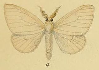 <i>Leucoma luteipes</i> species of insect