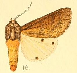 Teracotona subterminata