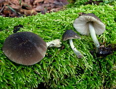 Pluteus phaeocyanopus 81514.jpg