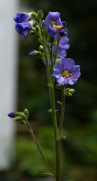 File:Polemonium caeruleum A.jpg