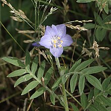 Polemonium foliosissimum wild1.jpg