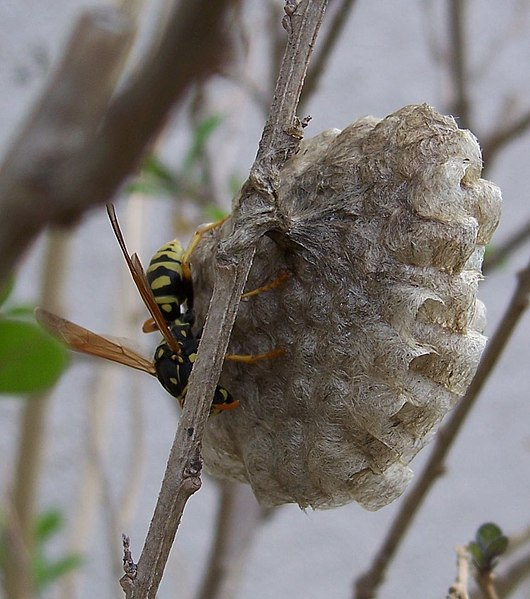 File:Polistes dominulus-Nest-1.jpg