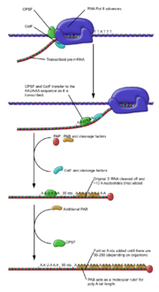 Vorschaubild für Polyadenylierung