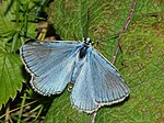 Polyommatus daphnis – Männchen