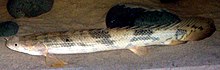 Polypterus senegalus endlicheri endlicheri.jpg