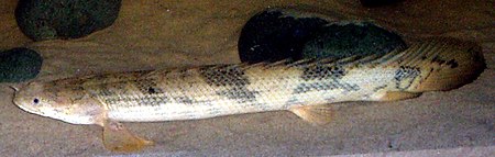 Polypterus endlicheri endlicheri.jpg