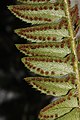 Fragment liścia paprotnika ostrego od spodu z zarodniami.