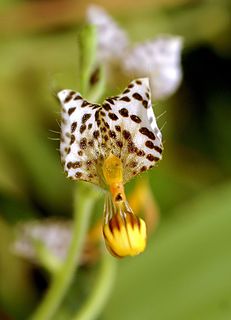 <i>Ponthieva maculata</i> Species of orchid