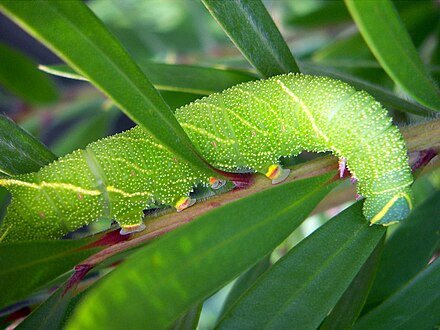 Poplar hawk-moth caterpillar (Laothoe populi)