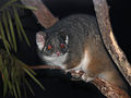 Thumbnail for Common ringtail possum