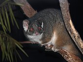 Common ringtail possum